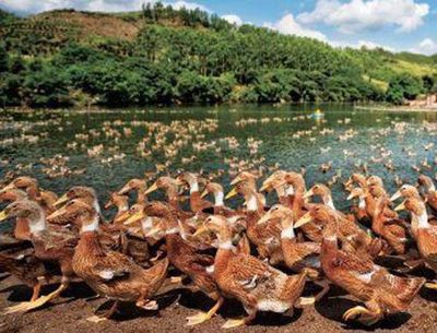 大观园果木烤鸭 传统工艺与现代家禽养殖的完美融合