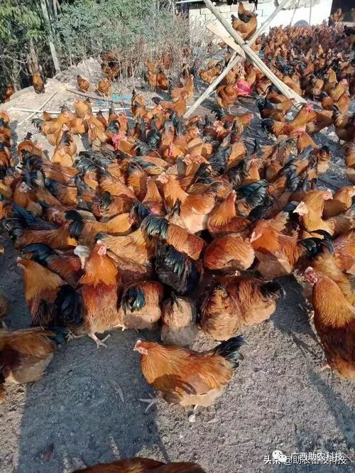 疫情下家禽养殖场饲料短缺与销售受阻的应急解决方案