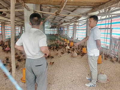 头雁领航践初心 勇担使命促振兴——记百色市人大代表、家禽养殖带头人兰玉恒