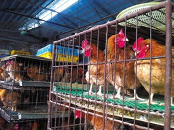 禽流感冲击下 家禽产销链条的寒冬与反思