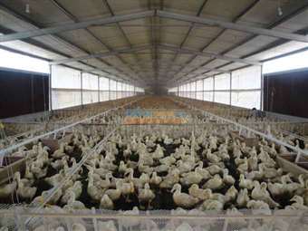 供应养鸡料线、水线及养鸭料线与自动供水系统——昌邑市围子永富金通机械设备厂助力家禽养殖高效发展