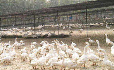 科学选址，奠定基础——鹅养殖场选址的核心要点与家禽养殖环境考量