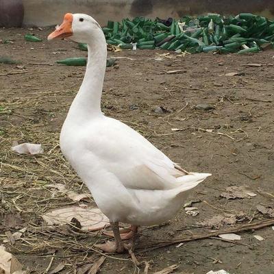 从课堂到兔舍 大学生返乡养殖杂交野兔，年入十几万的创业之道