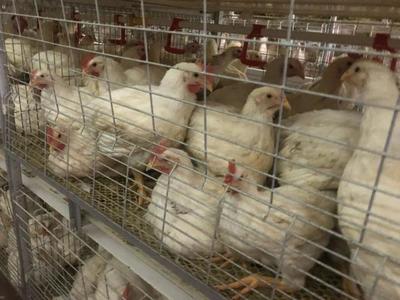 鑫众农牧 年出栏肉鸡600万羽，产业链深度合作驱动降本增效