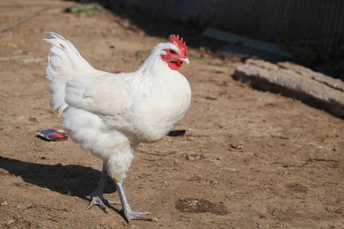 乡村镜头下的鲜活画卷 用摄影记录农村散养家禽的质朴之美