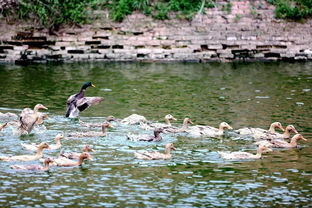 西高山乡 多元家禽养殖 “啄”开致富新门