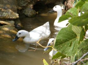 连城县冠泉白鸭养殖专业合作社 特色家禽养殖的现代化探索