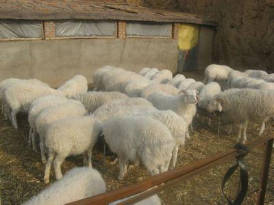 商都县蒙寒养殖农民专业合作社 家禽养殖的现代化之路